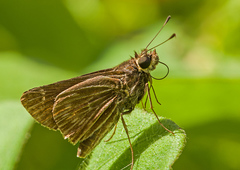 Vehilius stictomenes stictomenes