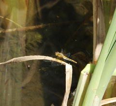Sympetrum semicinctum