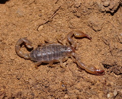 Urodacus manicatus