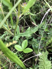Prunella laciniata