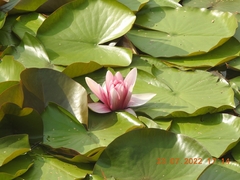 Nymphaea × marliacea
