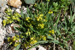 Draba exunguiculata