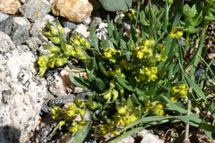 Draba exunguiculata