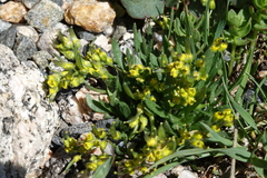 Draba exunguiculata