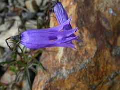Campanula excisa