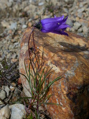 Campanula excisa