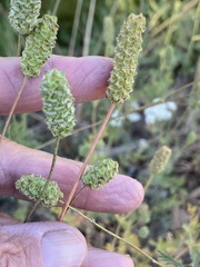 Sanguisorba occidentalis