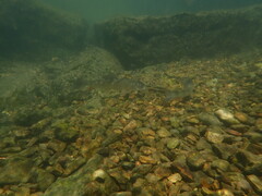 Moxostoma erythrurum