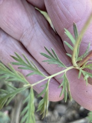 Sanguisorba occidentalis