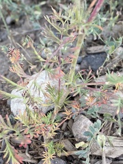 Sanguisorba occidentalis