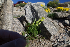 Draba exunguiculata