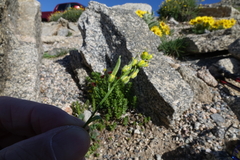 Draba exunguiculata