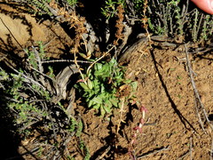 Crassula capitella thyrsiflora