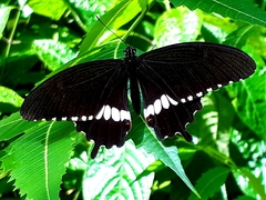 Papilio polytes romulus