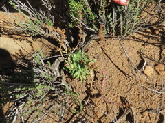 Crassula capitella thyrsiflora