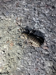 Cyphoderris