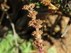 Crassula capitella thyrsiflora