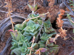 Crassula capitella thyrsiflora