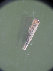 Agriphila plumbifimbriellus