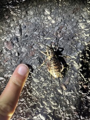 Cyphoderris