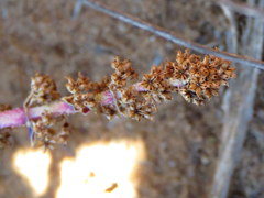 Crassula capitella thyrsiflora