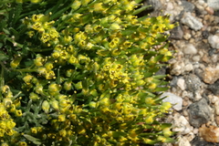 Draba exunguiculata