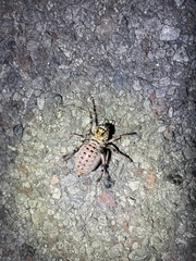 Cyphoderris