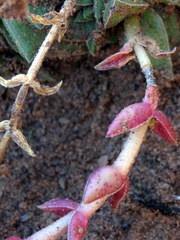 Crassula capitella thyrsiflora