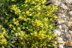 Draba exunguiculata