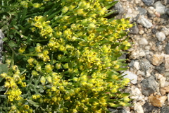Draba exunguiculata