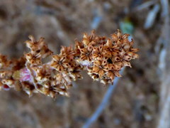 Crassula capitella thyrsiflora