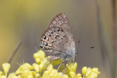 Satyrium behrii