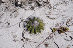 Discocactus pseudoinsignis