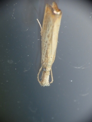 Agriphila plumbifimbriellus