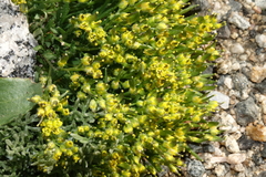 Draba exunguiculata