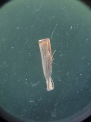 Agriphila plumbifimbriellus