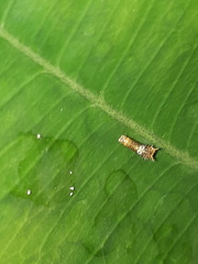 Papilio demoleus malayanus