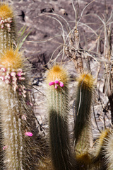 Micranthocereus auriazureus