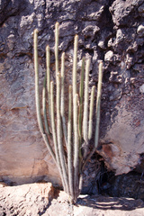 Brasilicereus markgrafii
