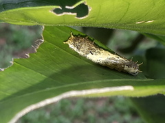 Papilio demoleus malayanus