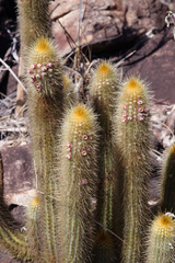Micranthocereus auriazureus