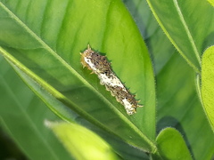 Papilio demoleus malayanus