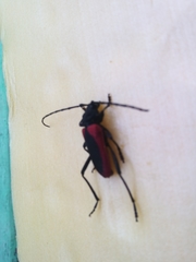 Purpuricenus kaehleri