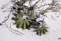 Discocactus pseudoinsignis
