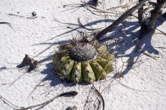 Discocactus pseudoinsignis
