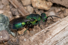 Hedychridium dimidiatum