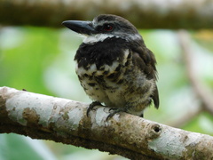 Bucco noanamae