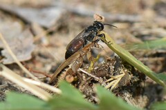 Tachysphex obscuripennis