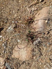 Limonium duriusculum