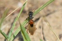 Tachysphex obscuripennis